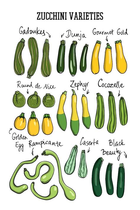 Ingredient Spotlight: Zucchini