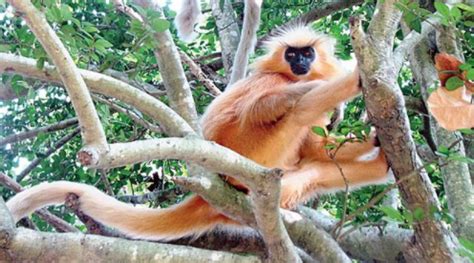 Golden Langur – UPSC Prelims – IAS4Sure