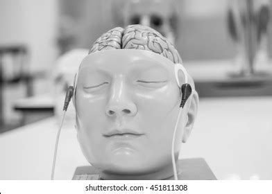 Human Brain Model Black White Color Stock Photo 452277307 | Shutterstock