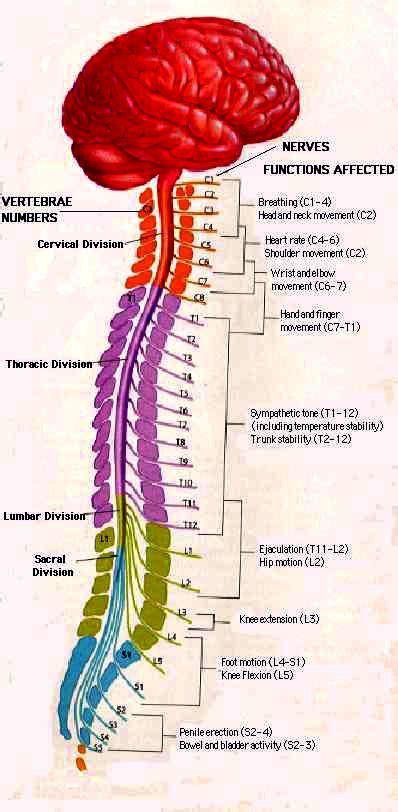 The Brain & Spinal Cord | Spinal cord, Anatomy, Medical anatomy