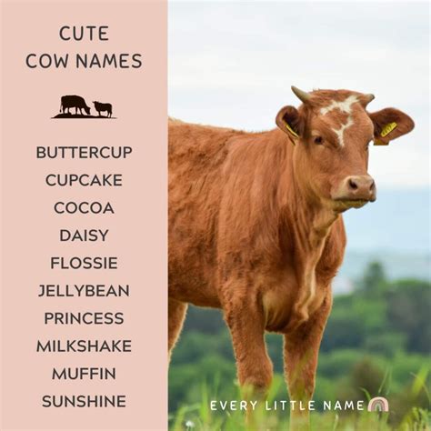 200+ Best Cow Names (Cute, Funny, and Moo-gnificent!) - Every Little Name