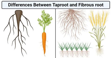 Taproot vs. Fibrous Root: 17 Key Differences, Examples