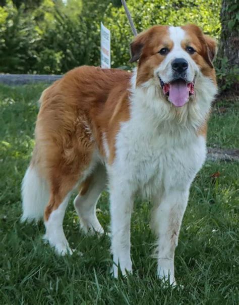 Pyrenean Mountain Dog Mix