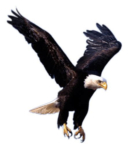 Flying Eagle Png Image Download Transparent HQ PNG Download | FreePNGimg