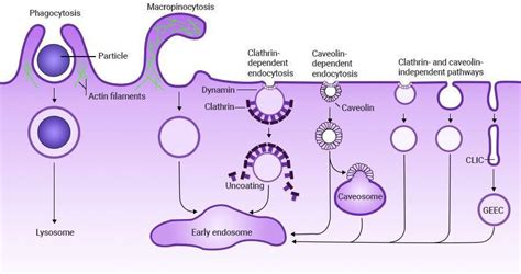 Receptor Mediated Endocytosis Examples