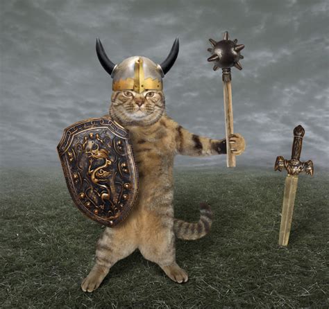 Viking Cats – DNA Study Shows the Crucial Role Felines Played in Viking Life