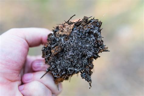 Mycorrhizal Fungi: How to Get Best Results for Your Plants – Seacliff Organics