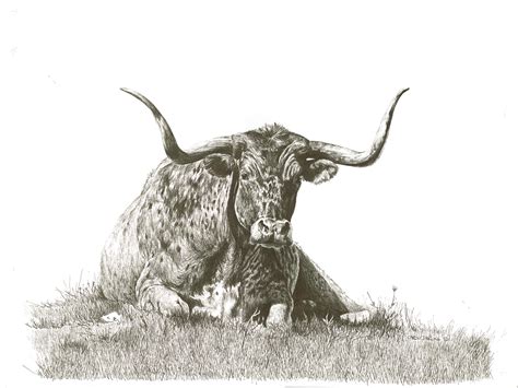 Longhorn Bull Drawing at GetDrawings | Free download