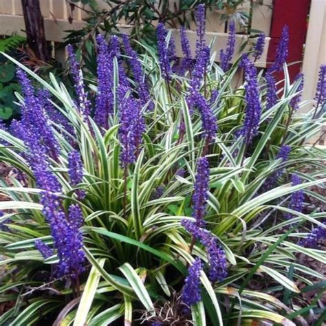 Variegated Liriope | Variegated Liriope for Sale - PlantingTree