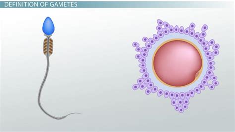 Gametes | Definition, Formation & Examples - Lesson | Study.com