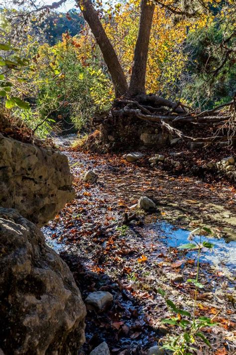 Fall Foliage at Lost Maples State Park in Texas. Stock Photo - Image of babbling, season: 86063276