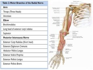 Radial nerve - Course & Relations / Applied Anatomy