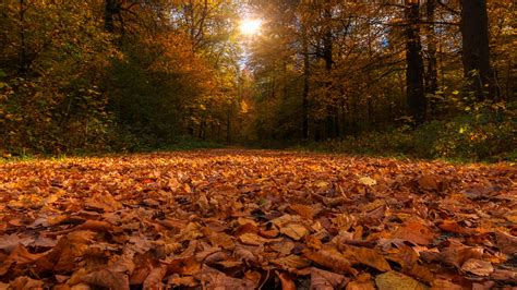 Forest Path Covered By Dry Autumn Leaves And Sunbeam Through Trees 4K ...
