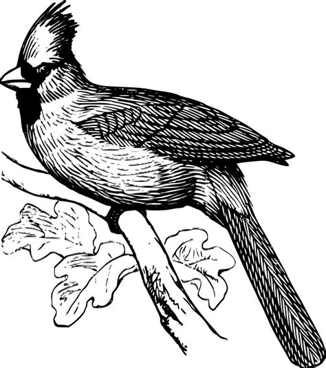 Cardinal Outline Cardinal -- bird | Bird coloring pages, Birds tattoo, Bird tattoo sleeves