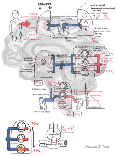 Ventilation And Perfusion (V/Q) Physiology - Armando Hasudungan