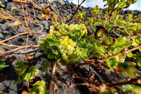 Lanzarote Vineyards Build On Lava, La Geria Wine Region, Malvasia Grape Vine In Winter Stock ...