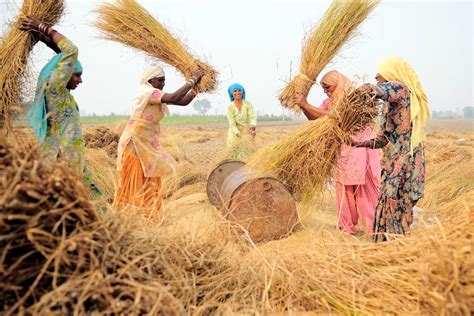 G7の圧力にもかかわらず、インドの小麦輸出禁止は続く| ニュース| エコビジネス - Nipponese