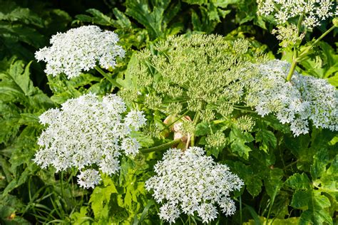 Giant Hogweed Poisoning in Cats - Symptoms, Causes, Diagnosis, Treatment, Recovery, Management, Cost