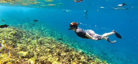 Top Hawaii Snorkeling Spots - Pride of Maui Web Story