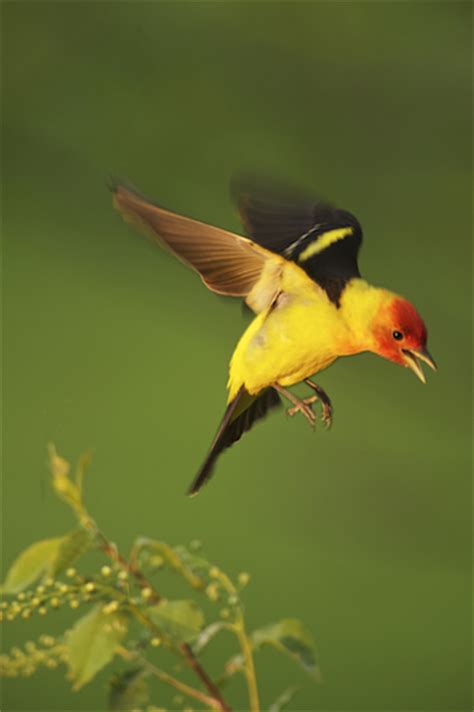 Western Tanager: Colorful Songbird with Unique Courtship Rituals