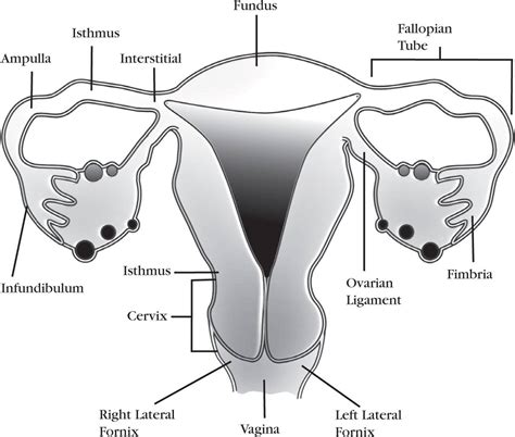 Diagram Of The Microscopic Structure Of The Uterus Uterine L