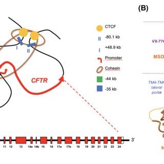 CFTR gene and protein (A) 3D organization of the CFTR gene -the ...