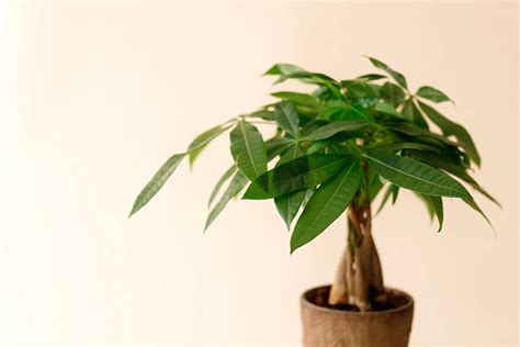 A Comprehensive Money Tree Bonsai Care Guide - Hooked on Bonsai