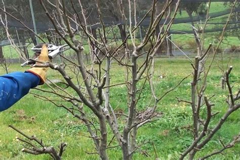 Pear Tree Pruning - Quiet Corner