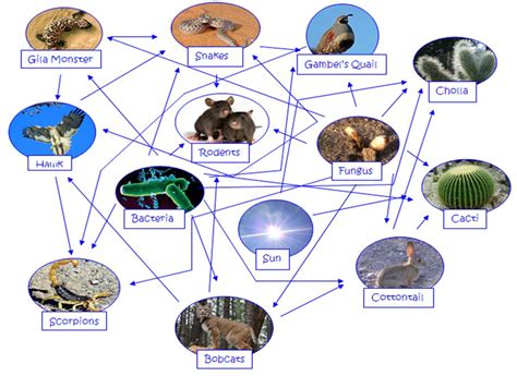 Food Web Interaction with explanation - Sahara desert