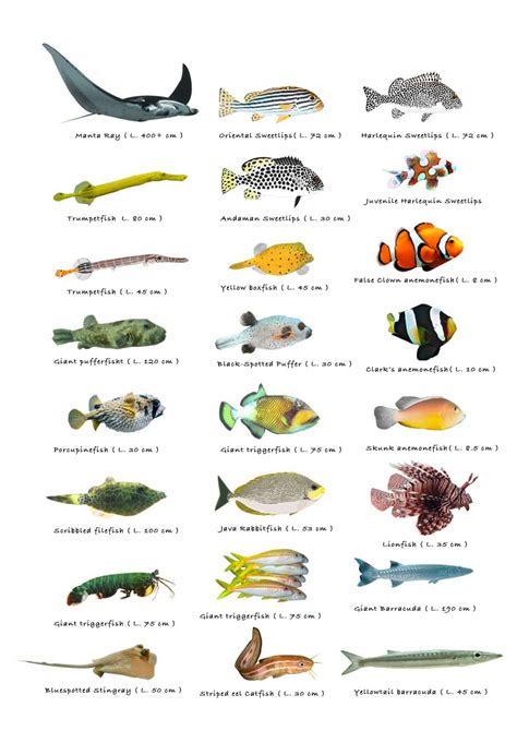 Types of Little Fish Chart 13"x19" (32cm/49cm) Polyester Fabric Poster