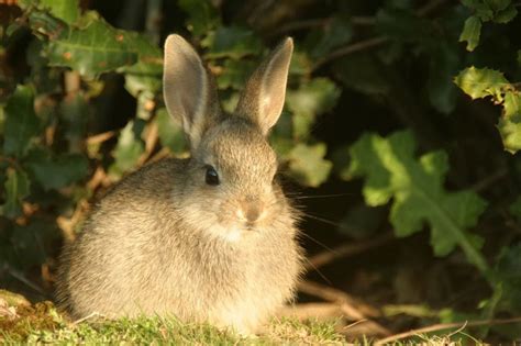 Amami Rabbit | Animal Wildlife