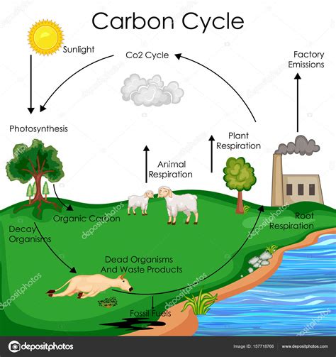 Diagrama Del Ciclo Del Carbono Pasos Del Ciclo Del Carbono | Porn Sex Picture