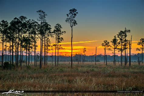 Pine Glade Sunset Over Wetlands Forest Jupiter Florida | HDR Photography by Captain Kimo