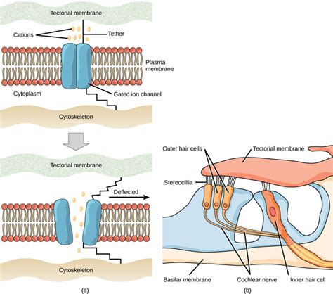 36.2: Sensory Processes - Transduction and Perception - Biology LibreTexts