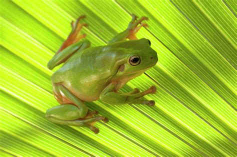 Australian Green Tree Frog Camouflaged, Western Australia Photograph by Steven David Miller ...