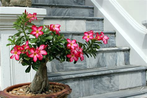 9 Unusual Houseplants to Grow