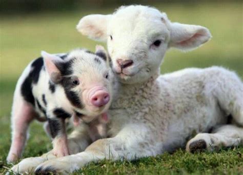 Some farm animal babies have unusual names | News | inwhitleycounty.com