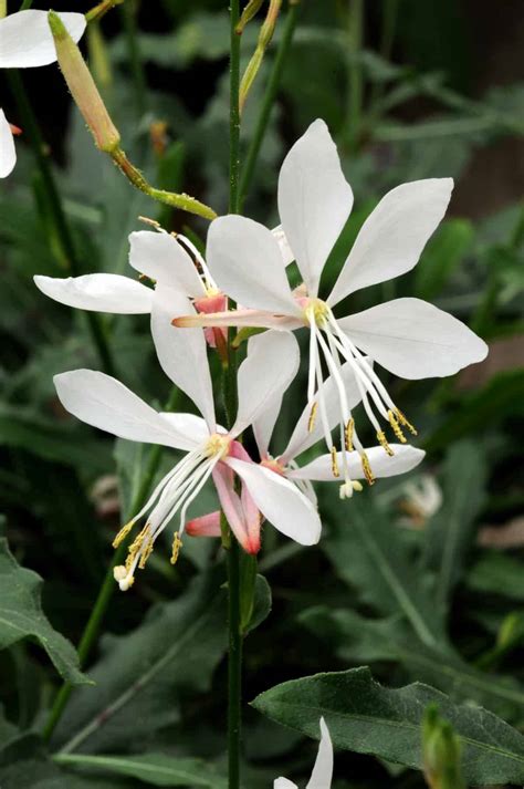 Gaura Sparkle White | All-America Selections