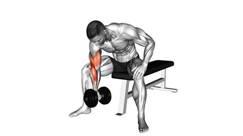 Dumbbell Mastery: A Guide to Concentration Curls