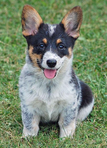 Blue Heeler Corgi Mix Puppies For Sale - amphibian plant examples