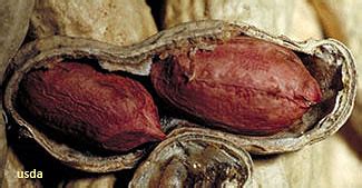 Keeping peanut skins in the mix boosts nutrition, researchers find