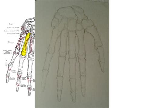 ANATOMY: THE HAND - BONES by Makessami on DeviantArt