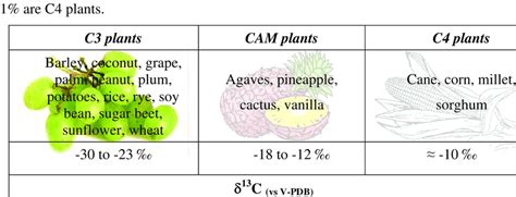 Examples of most common plants of the three described groups and the ...