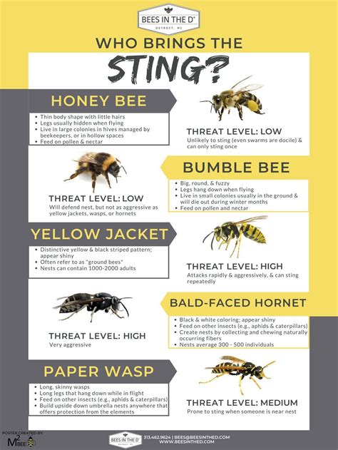 Identify common bees — Bees In The D | Remedies for bee stings, Bee ...