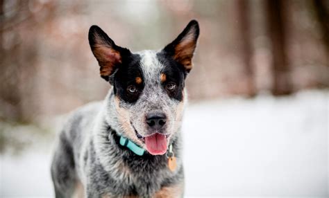 23 Australian Cattle Dog Mixes: Blue Heeler Barkers! [Pics]