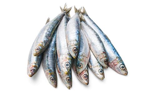 European Pilchard Stock Photo - Download Image Now - iStock