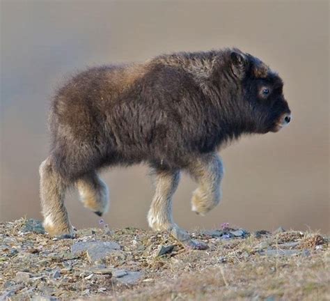 A baby musk ox! : aww