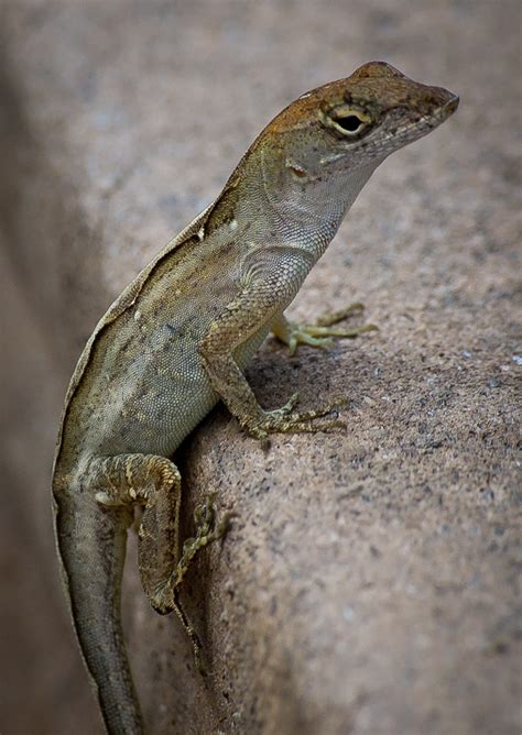 Brown Anole Facts and Pictures