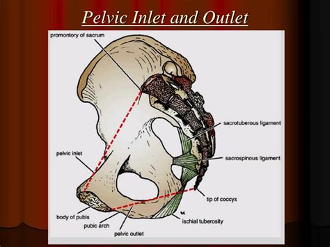 Pelvic Outlet Anatomy