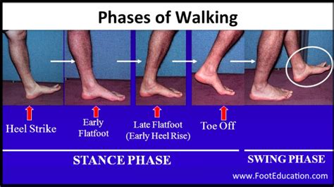 Biomechanics of Walking - FootEducation